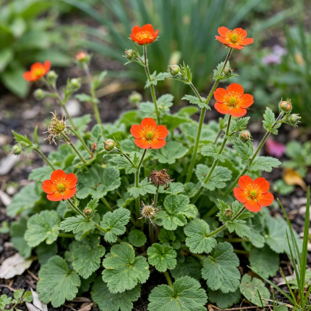 Koi Avens