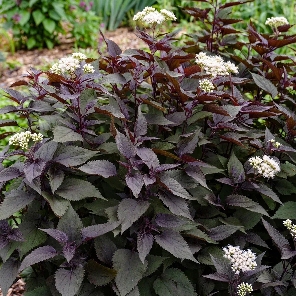 Chocolate White Snakeroot