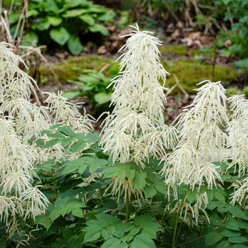 Noble Spirit Goat's Beard