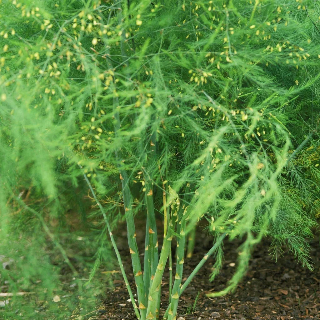Mary Washington Asparagus