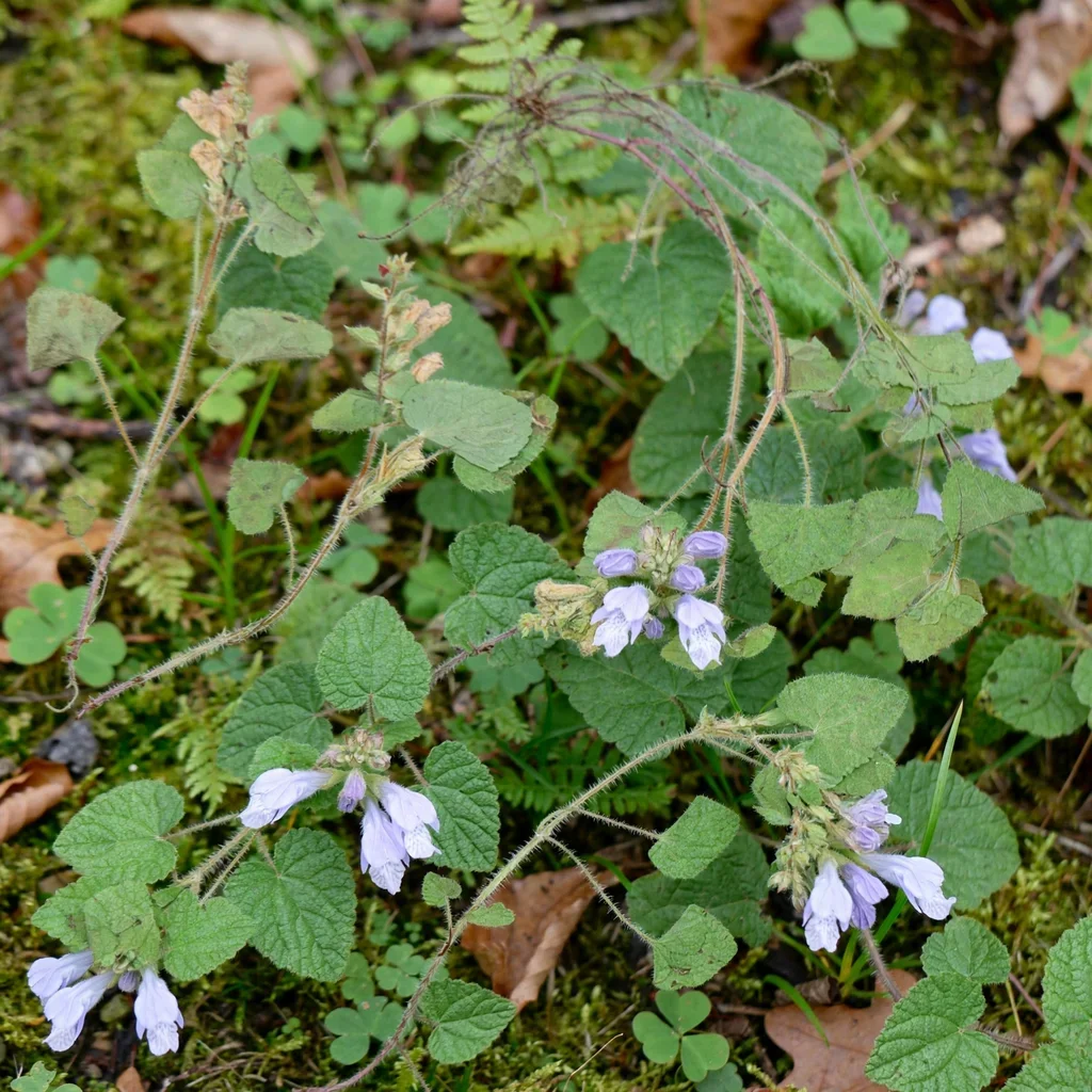 Meehan's Mint