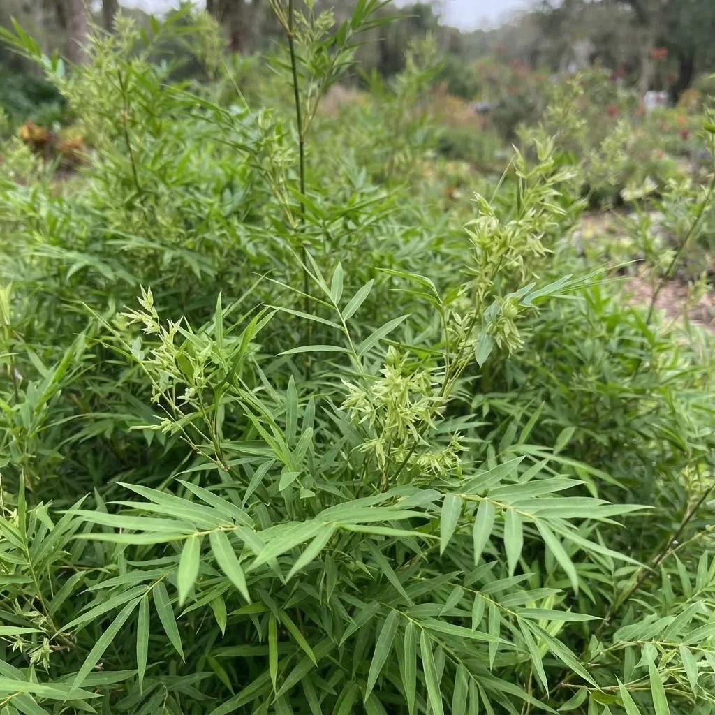 Fernleaf Bamboo