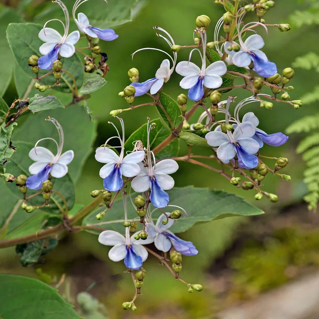 Blue Butterfly Bush