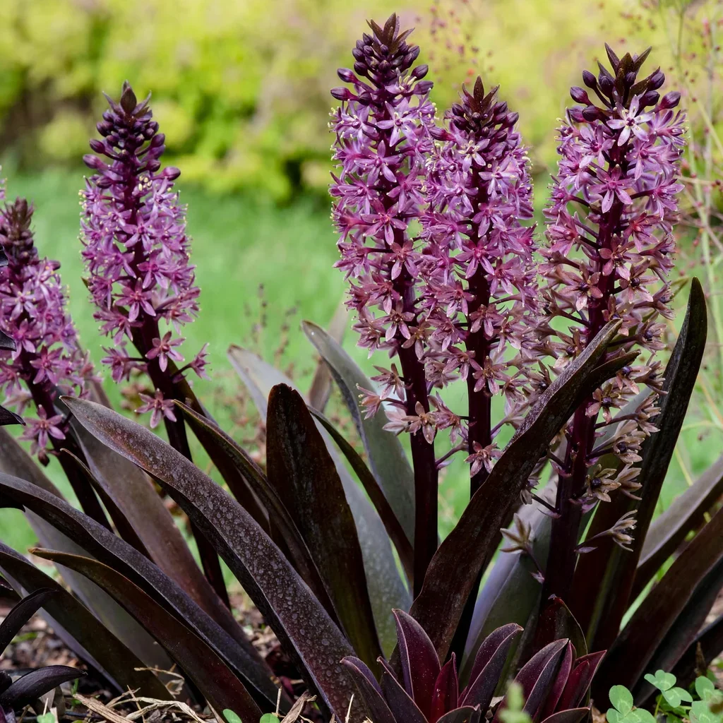 African Night Pineapple Lily