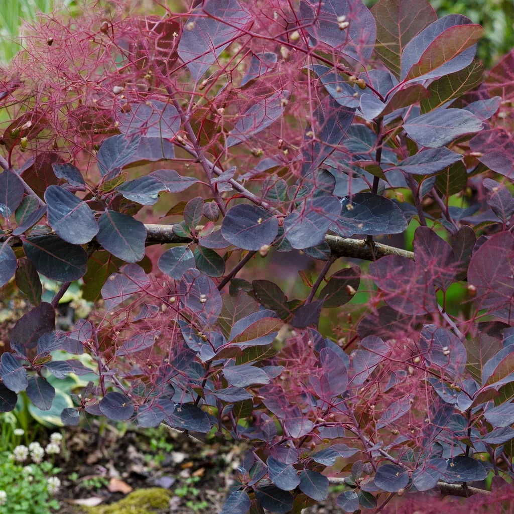 Dusky Maiden Smoke Tree
