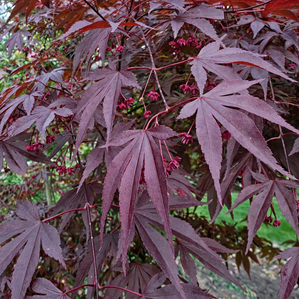 Wowee Japanese Maple