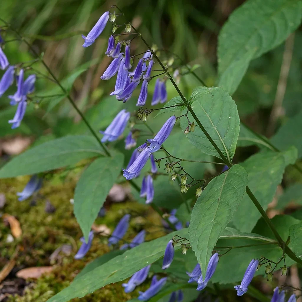 Trumpet Spurflower