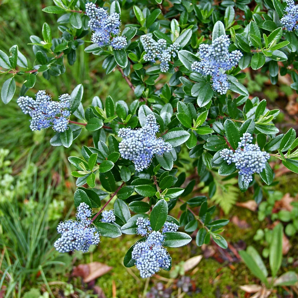 Yankee Point California Lilac