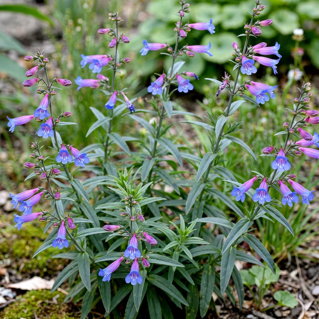 Blue Springs Penstemon