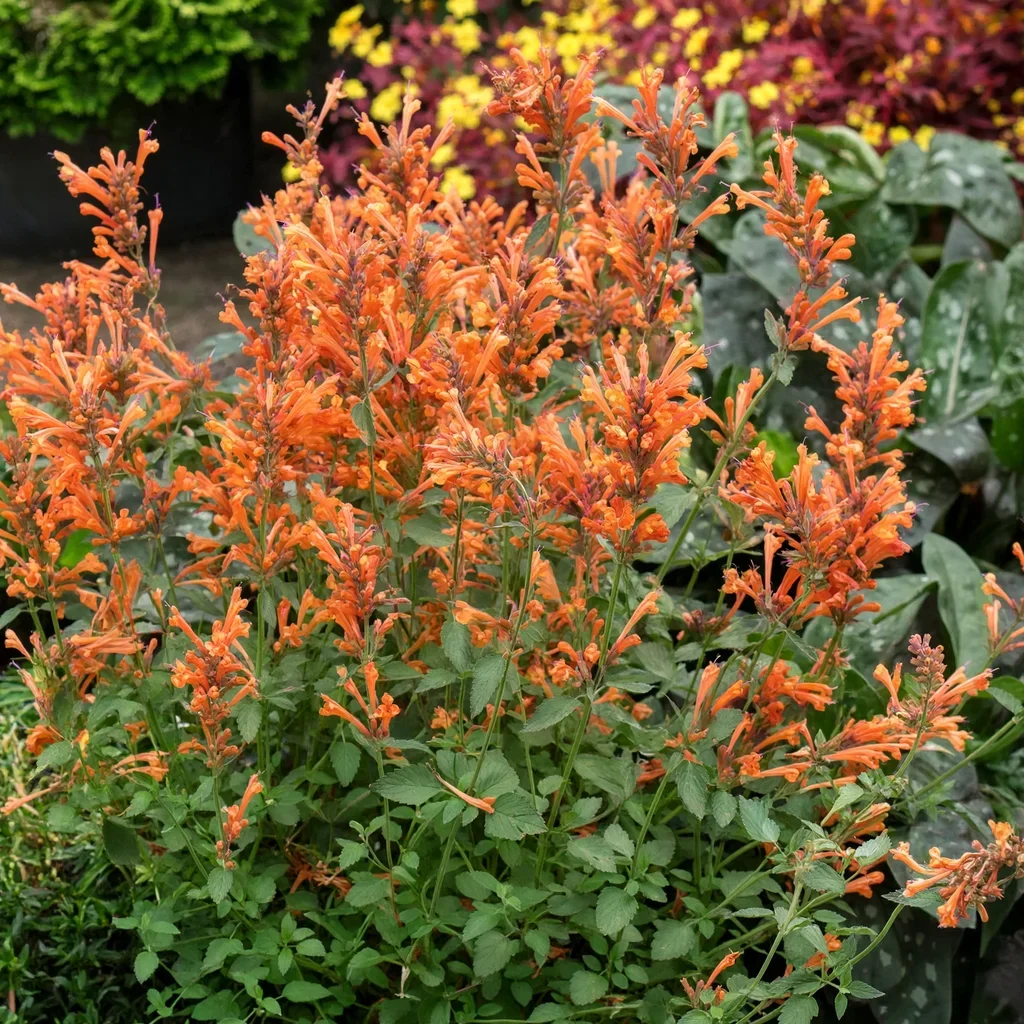 Kudos Mandarin Hyssop