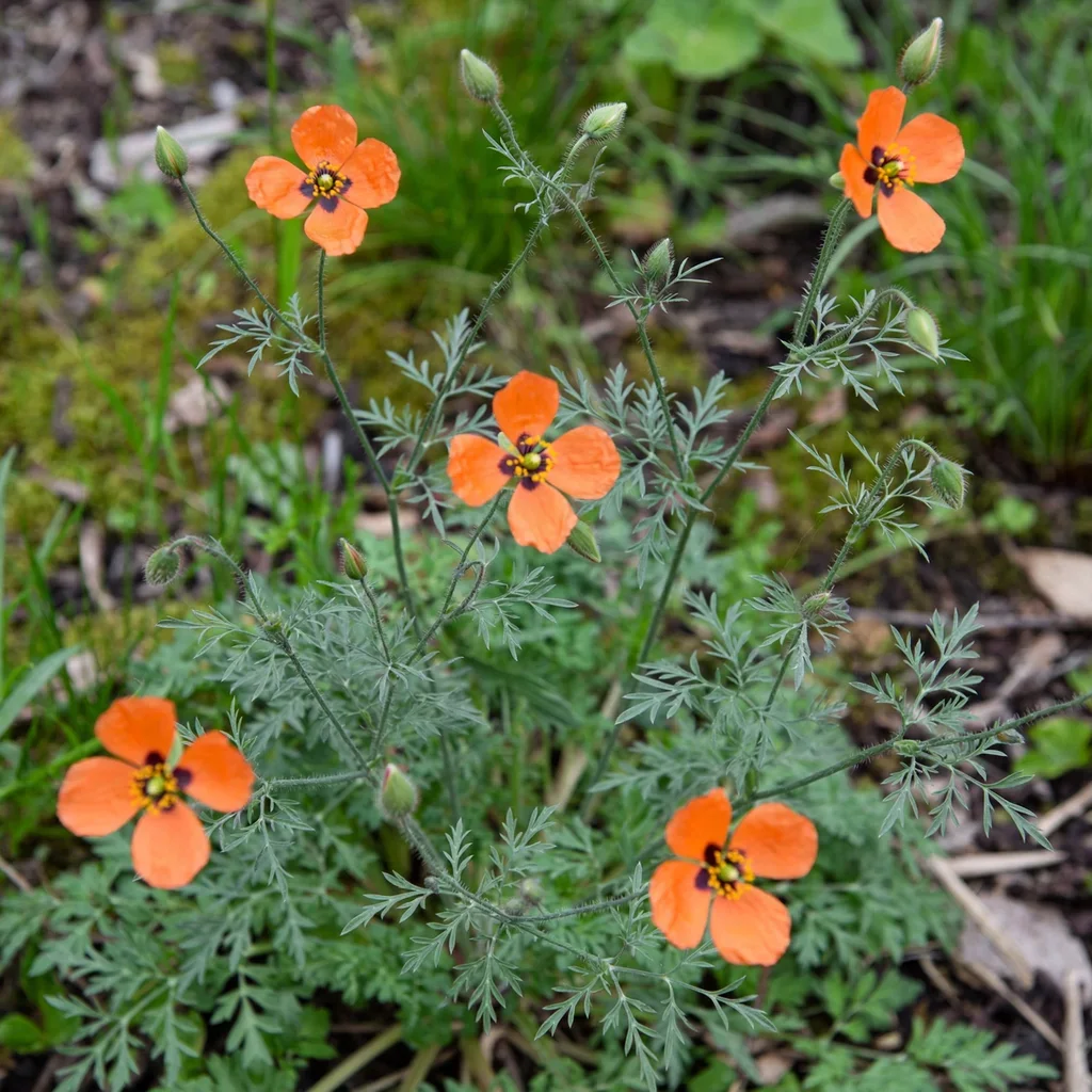Wind Poppy