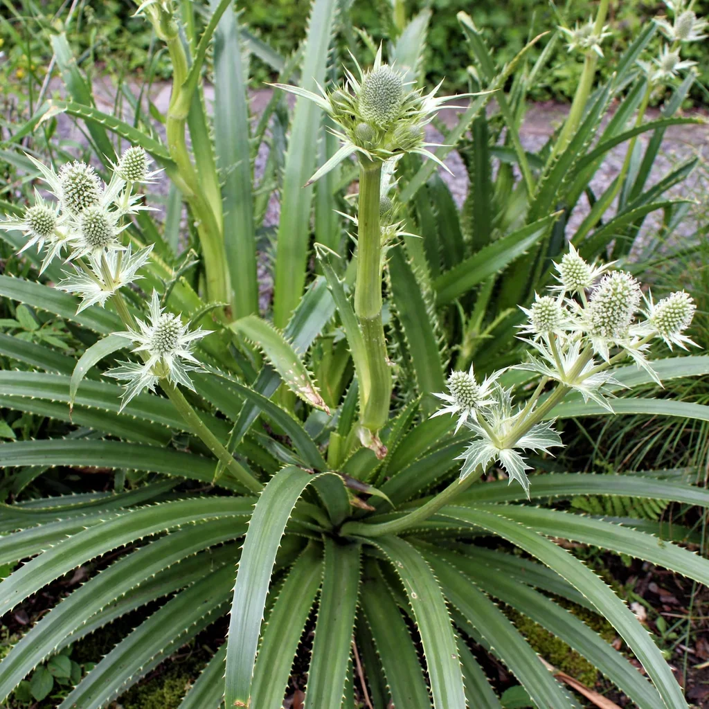 Pandan Leaf Sea Holly