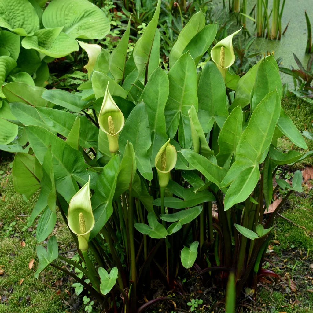 Arrow Arum
