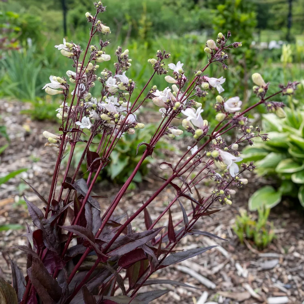 Husker Red Beardtongue