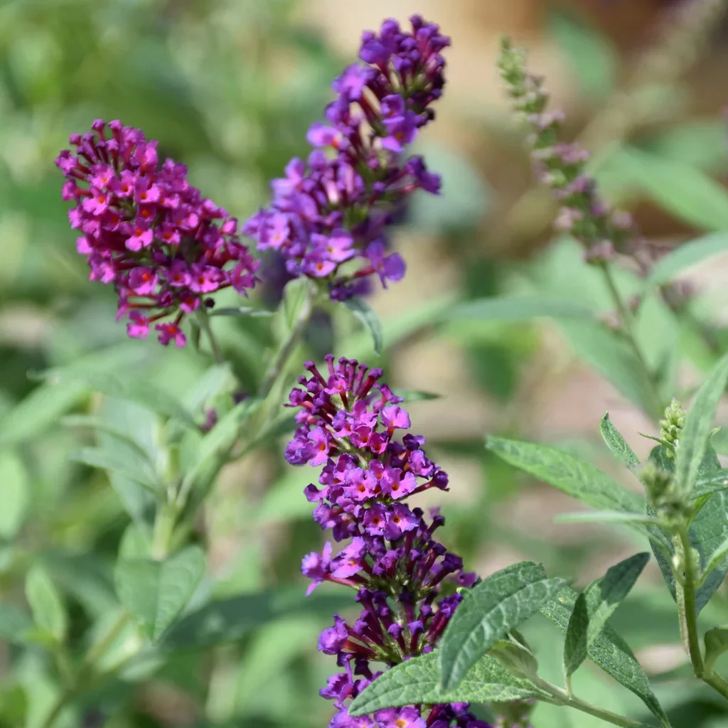 Color Crush Butterfly Bush