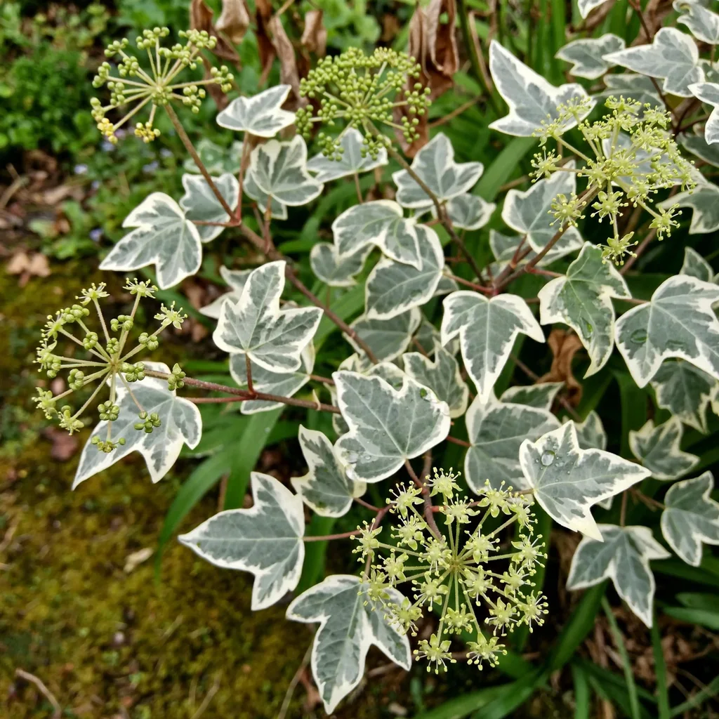 Fantasy English Ivy