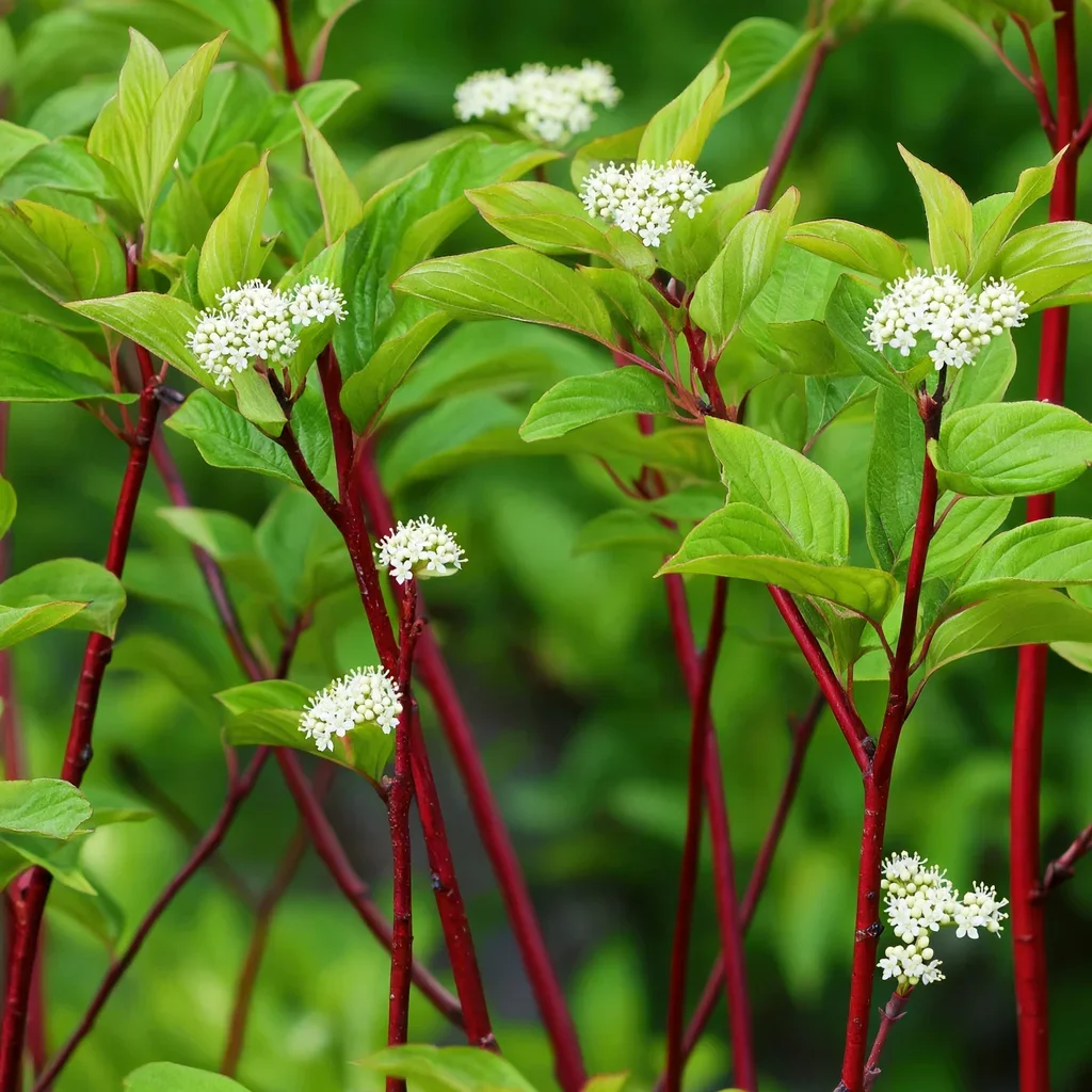 Bloodtwig Dogwood