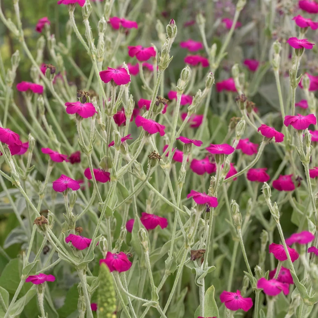 Rose Campion