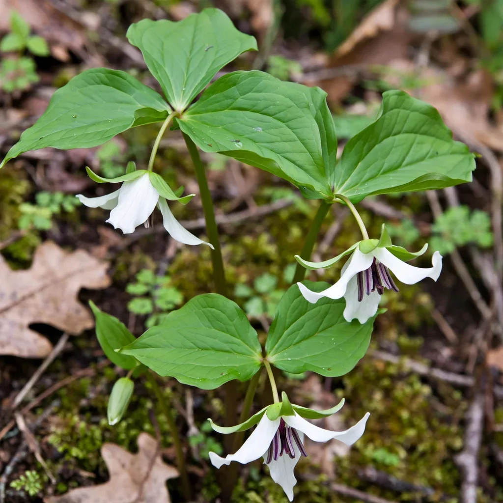 Rugel's Trillium