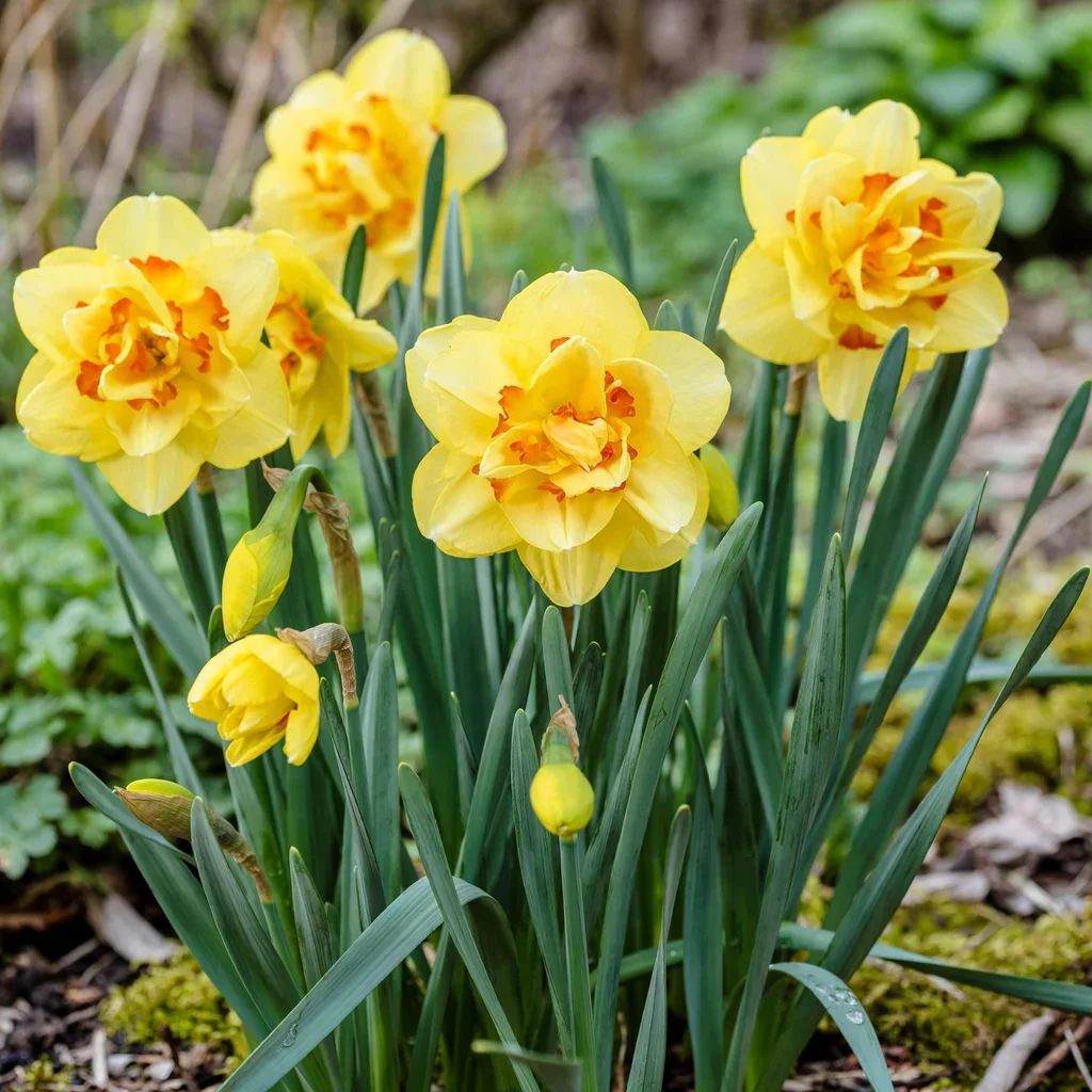 Tahiti Daffodil