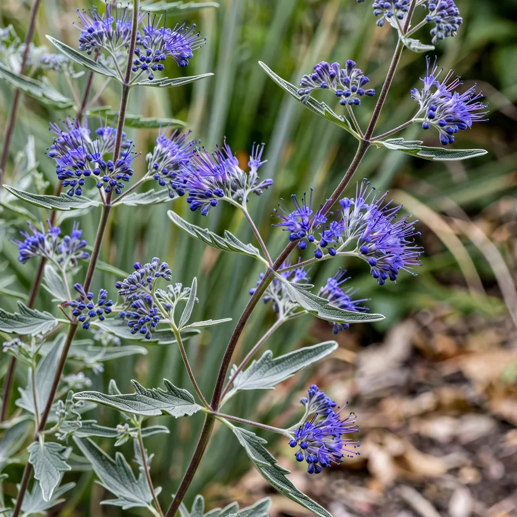 Dark Knight Caryopteris