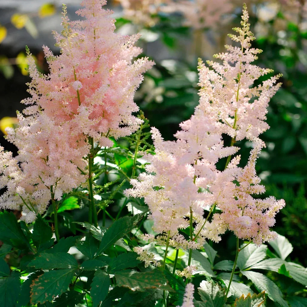 Japanese Astilbe 'Europa'