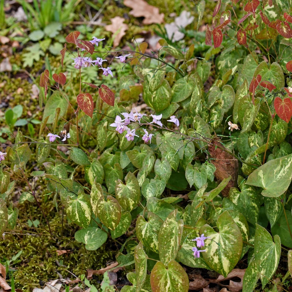 Variegatum Large-flowered Barrenwort