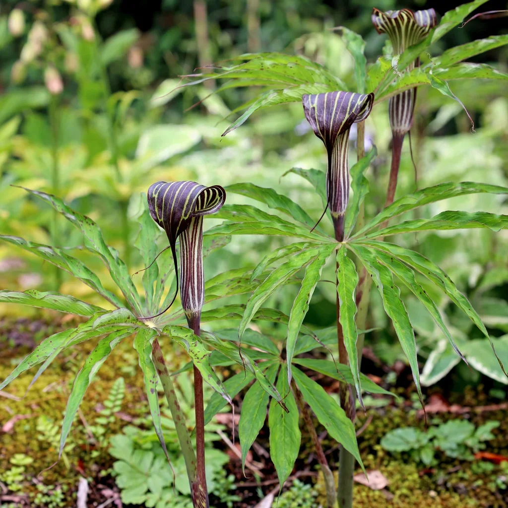 Himalayan Cobra Lily
