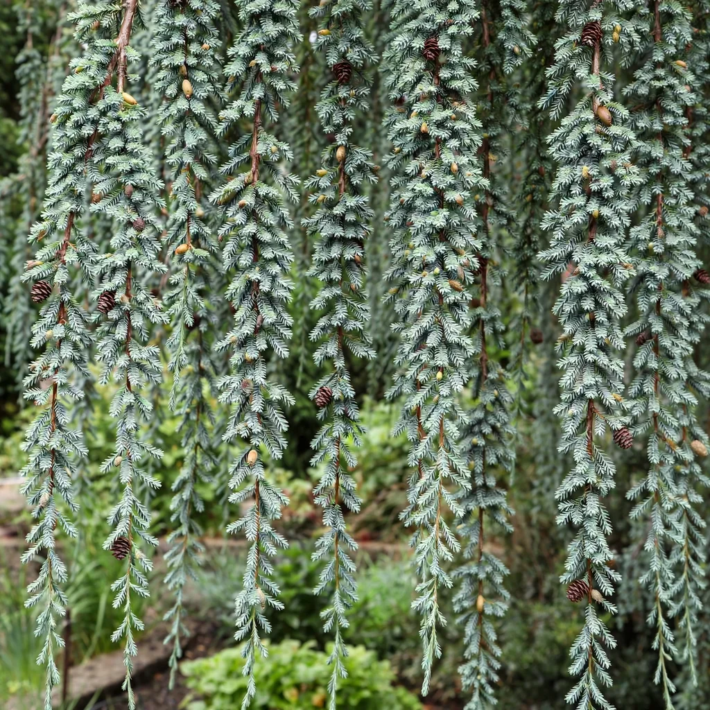 Glauca Pendula Weeping Cedar