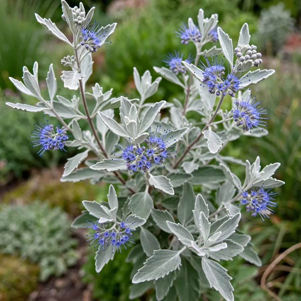 Pavilion Blue Bluebeard