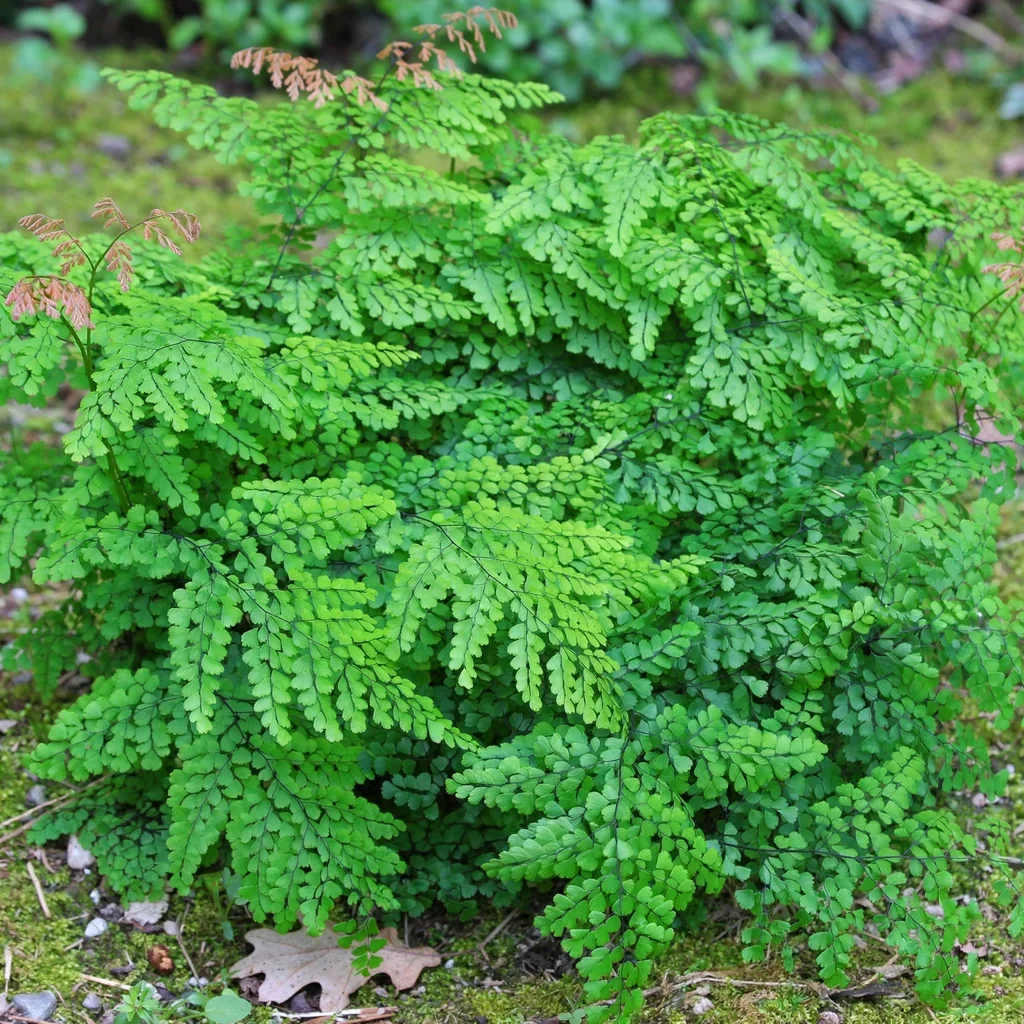 Himalayan Maidenhair Fern