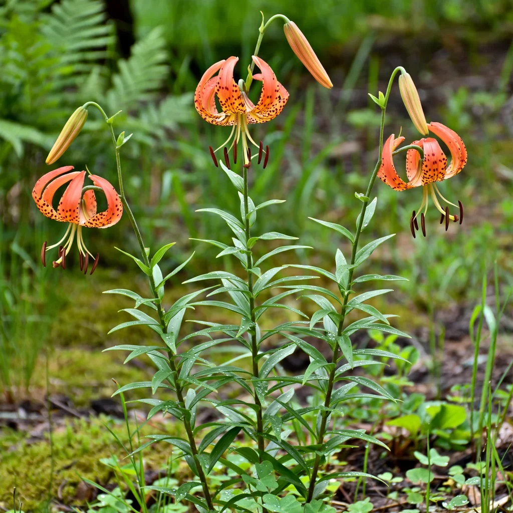 Carolina Lily