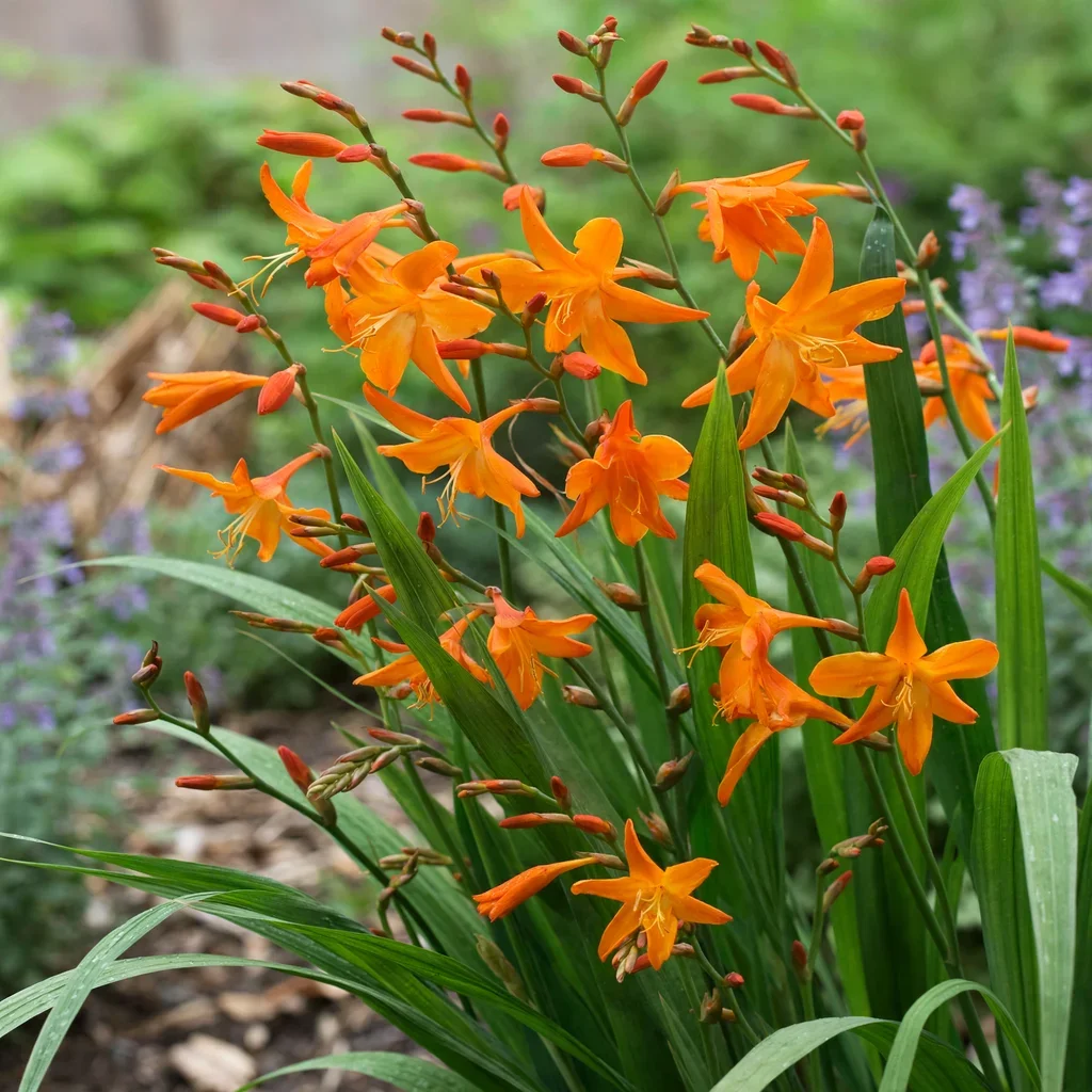 Star of the East Crocosmia