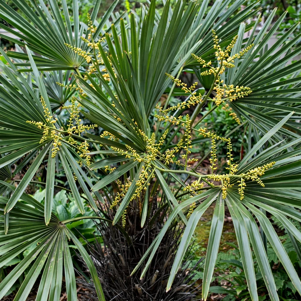 Needle Palm