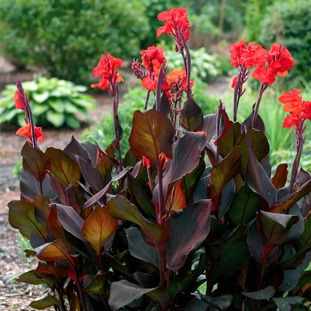Cardinal Candy Canna Canna Lily