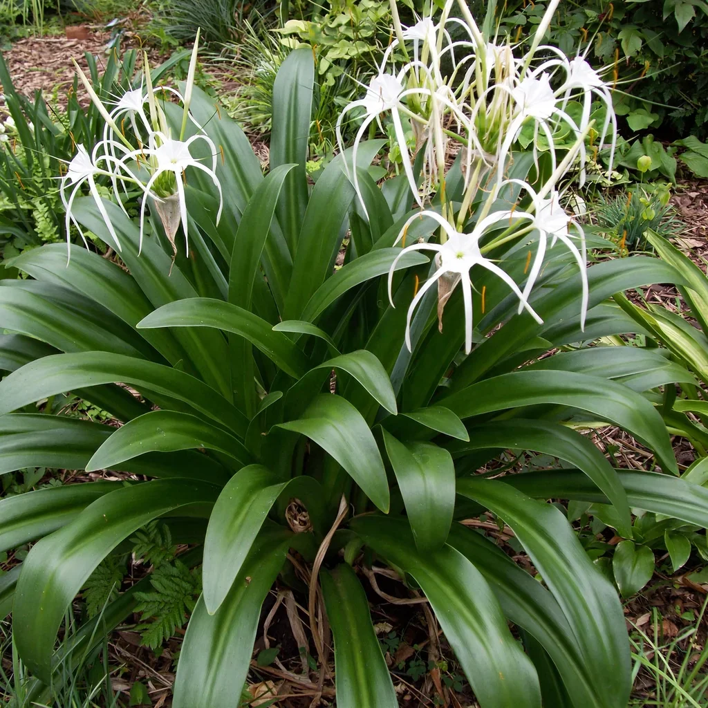 Caribbean Spider Lily
