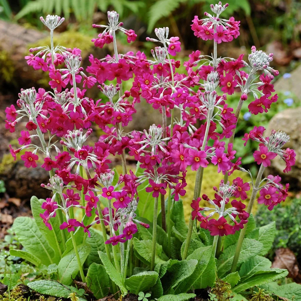 Candelabra Primrose