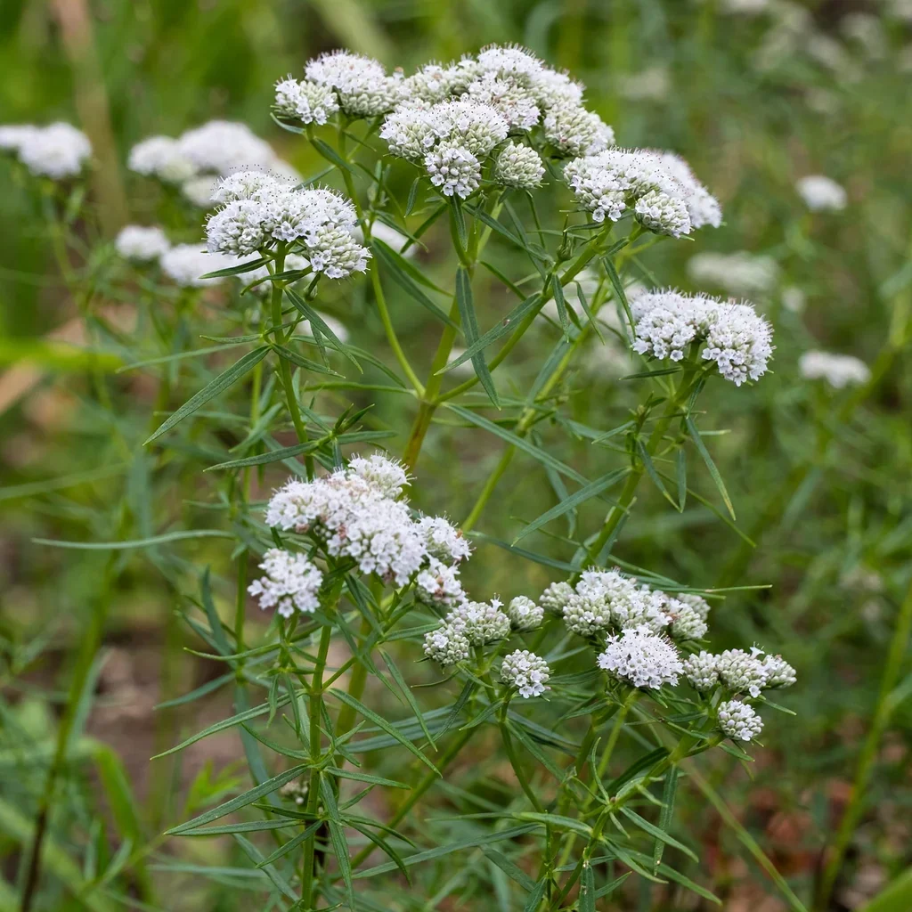 Thin-leaved Mountain Mint