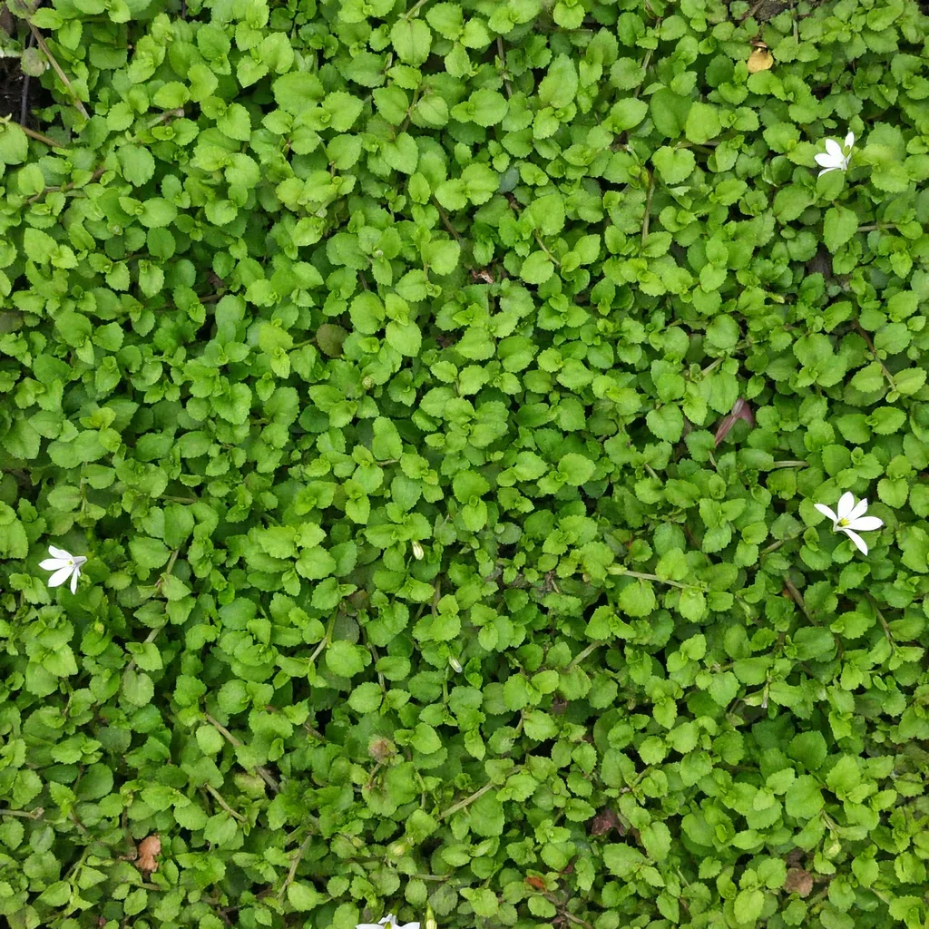 White Star Creeper