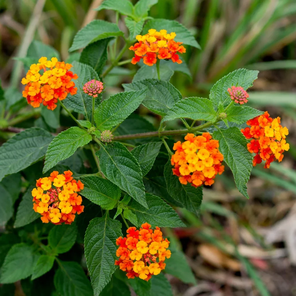 Star Landing Lantana