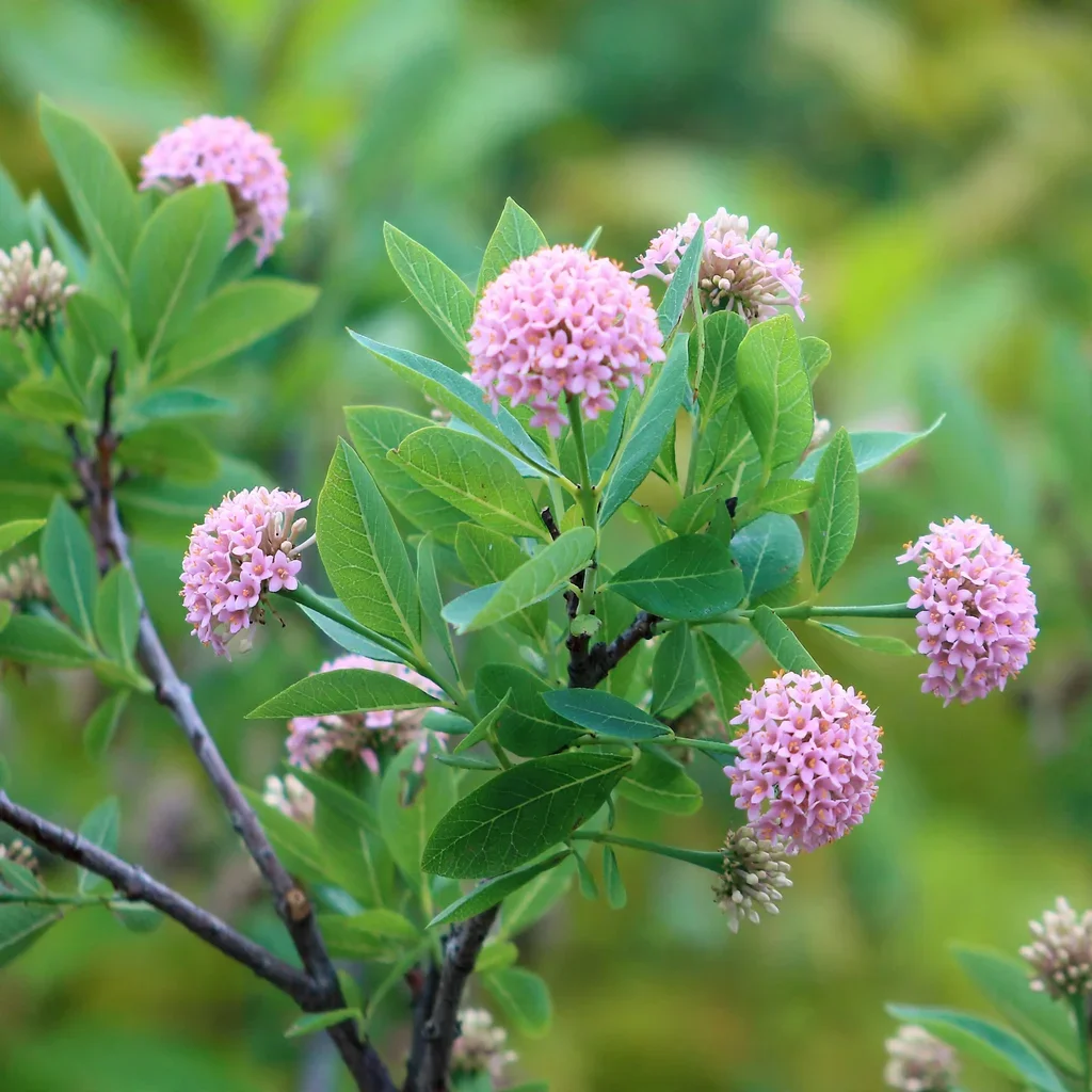 Pompom Tree