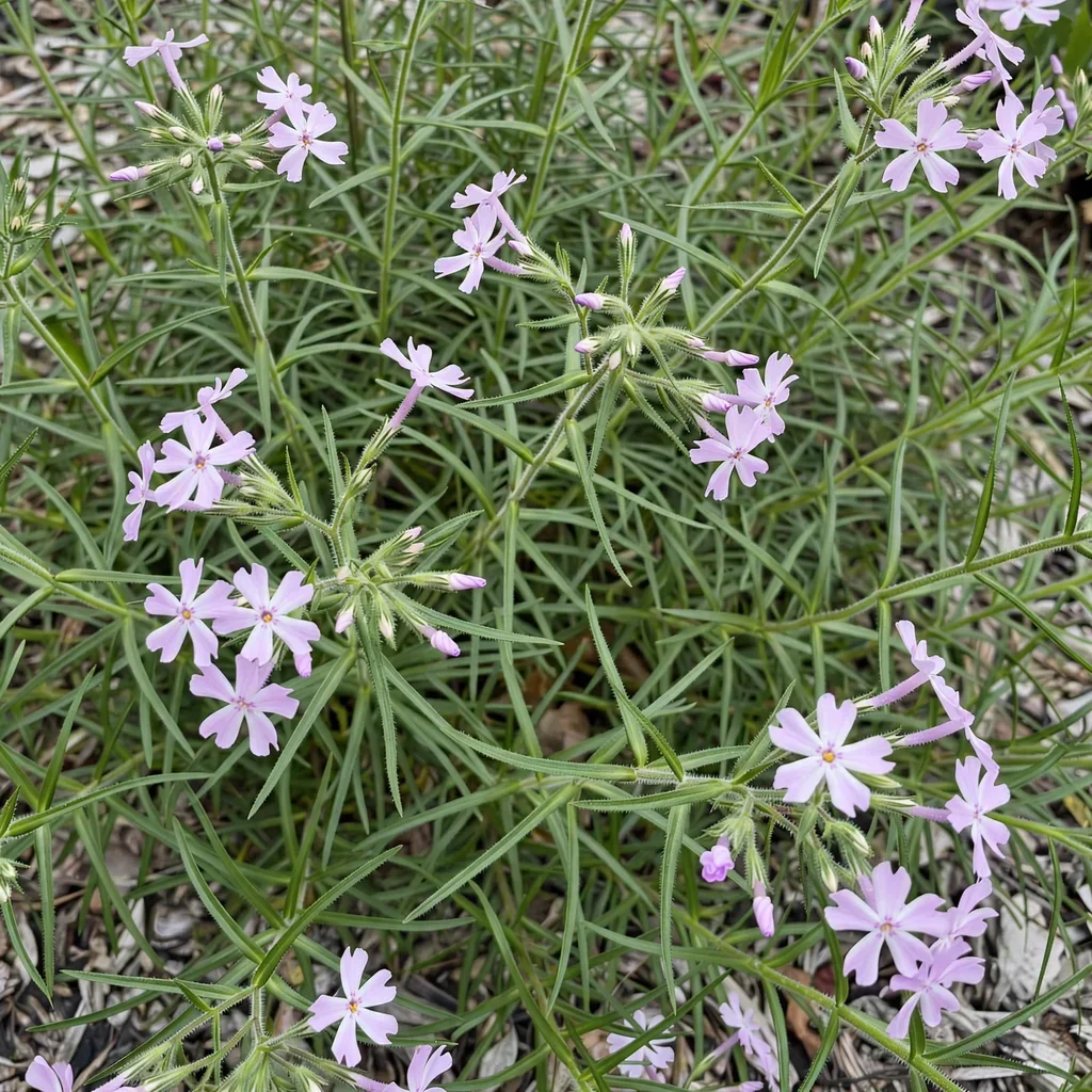 Phlox pilosa Slim Jim