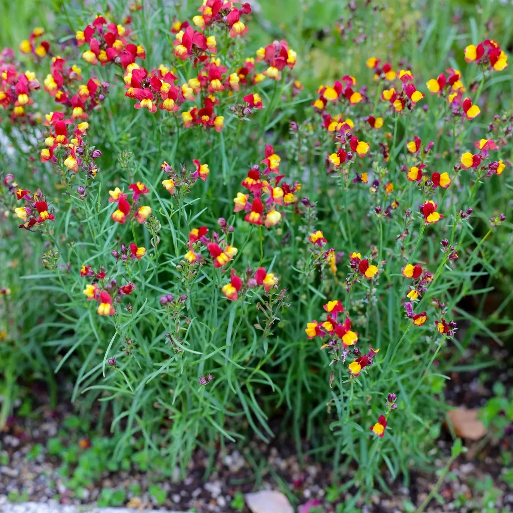 Flamenco Toadflax