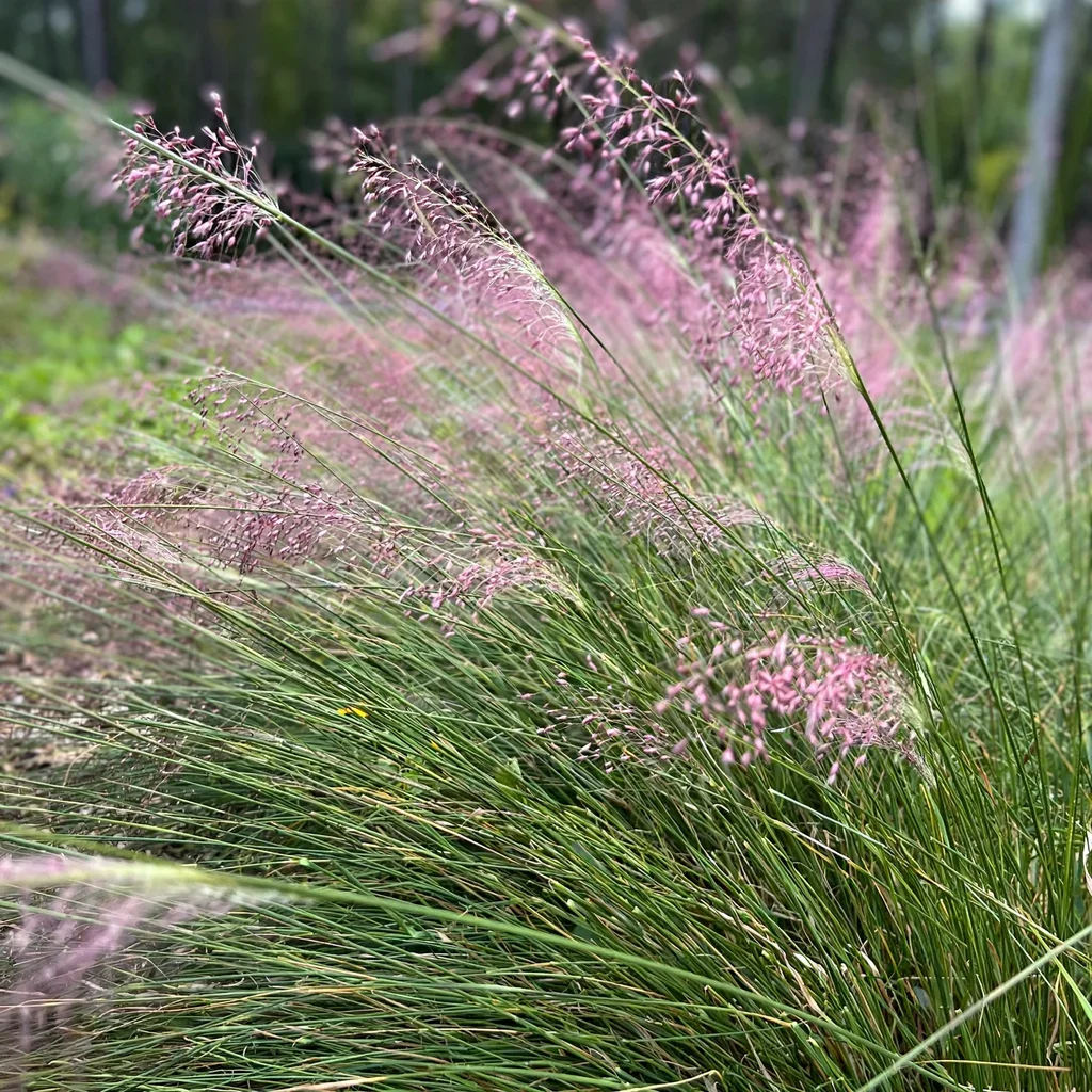 Pink Muhly Grass