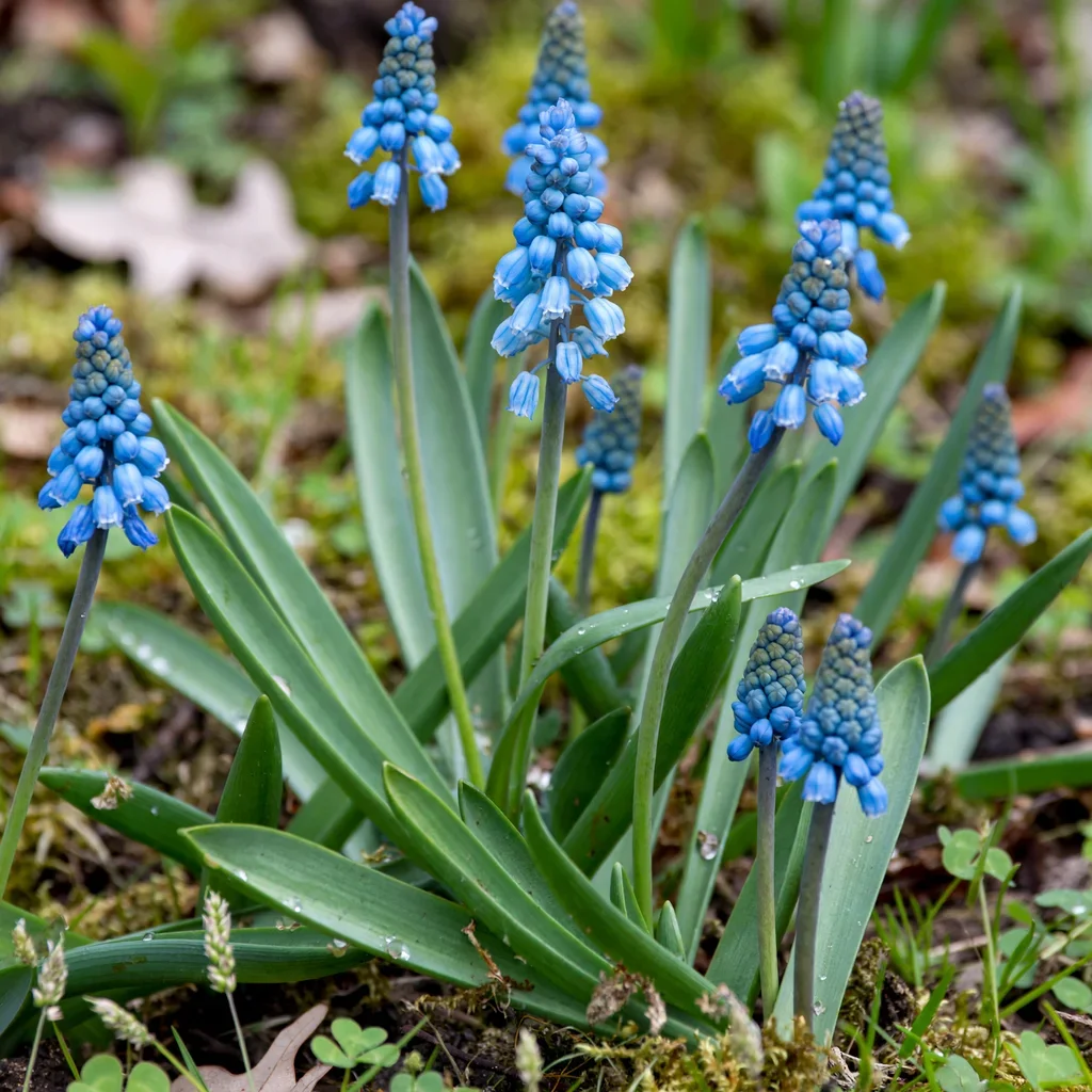 Azure Grape Hyacinth