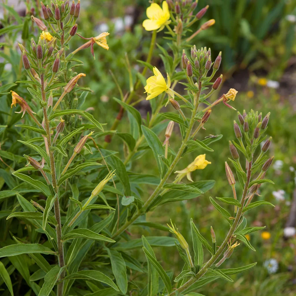 Evening Primrose