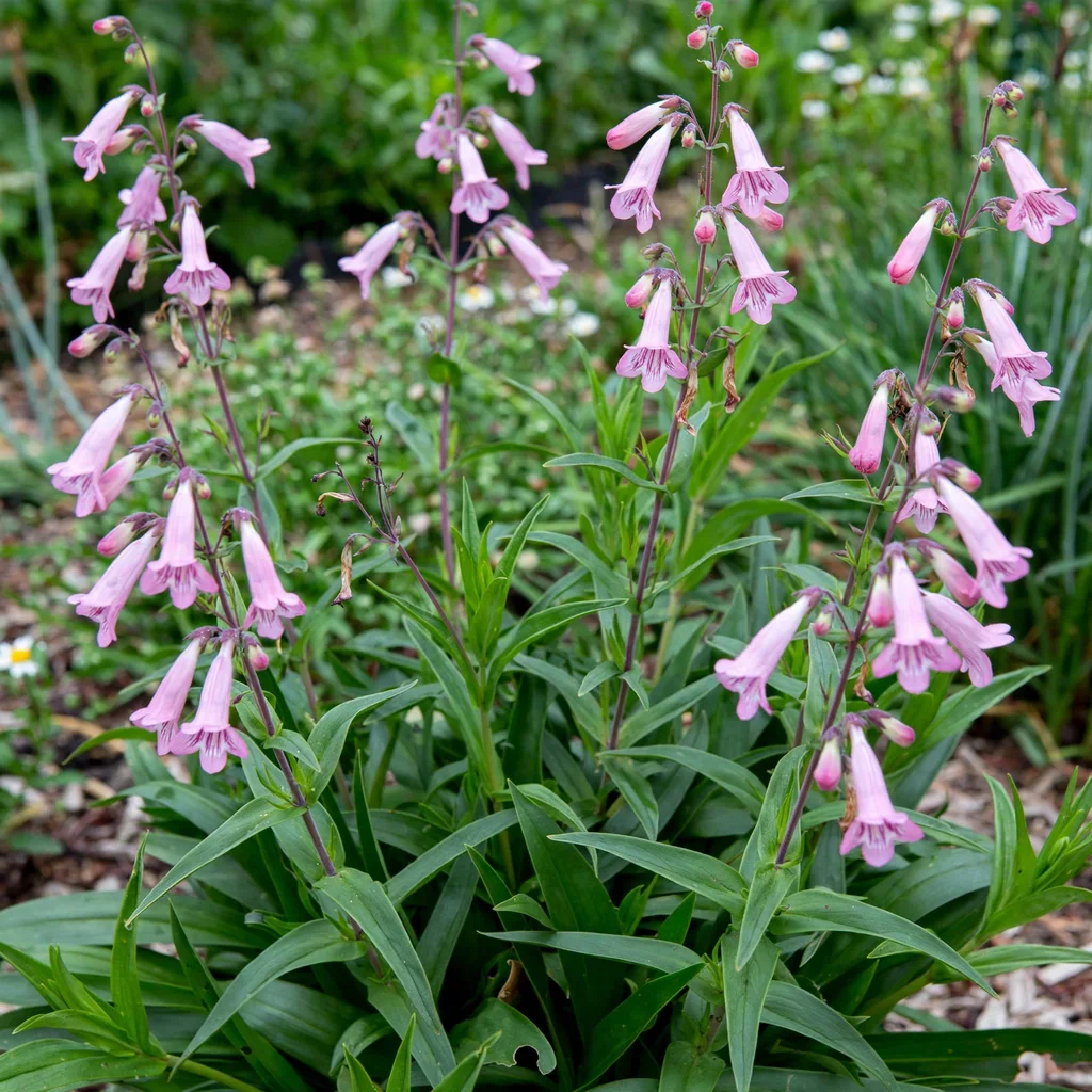 Hidcote Pink Beardtongue