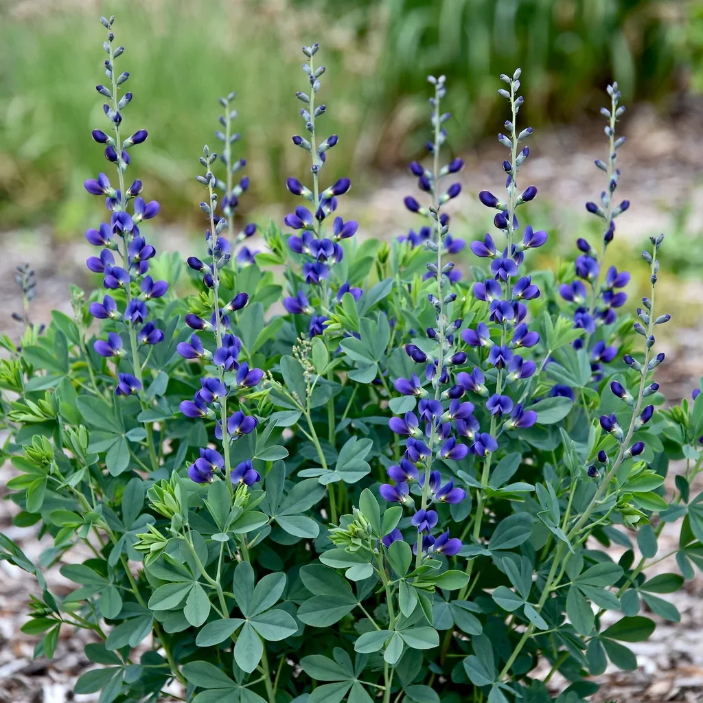 Sparkling Sapphires False Indigo