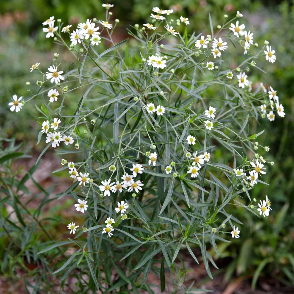 Apalachicola Boltonia