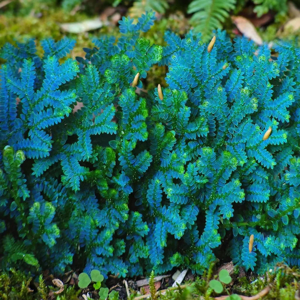 Peacock Moss